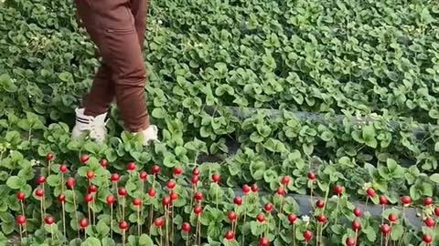 Farm Fresh Ninja Fruit Cutting Desi Satisfying Fruit Ninja Fruit Ideas | Amazing Fruits Video