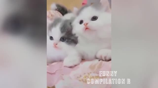 Funny Animals! Funny Cats! Funny Videos! # Short