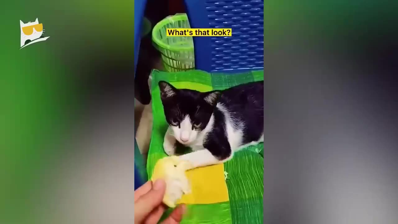 Funny cats