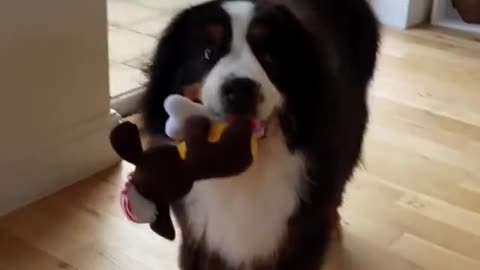 Bernese Mountain Dog does not like being brushed