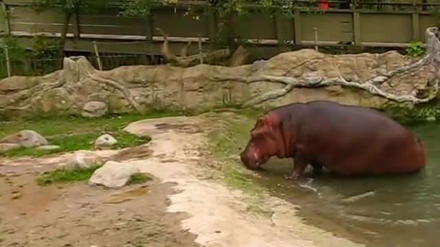 Tons Of Toilet Papers For Hippo gets explosive Diarrhea - Ewwww Wildlife