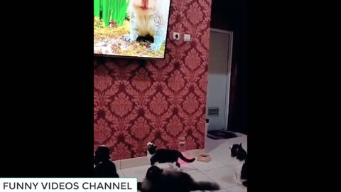 Funniest Dogs and Cats - Awesome Funny Pet Animals Videos #4