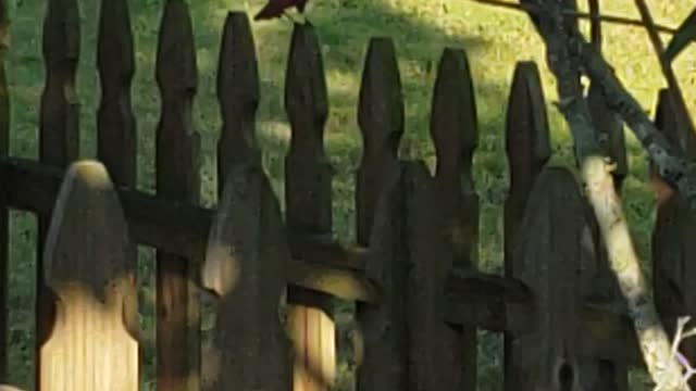 Evening cardinal visit