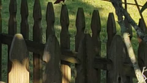 Evening cardinal visit