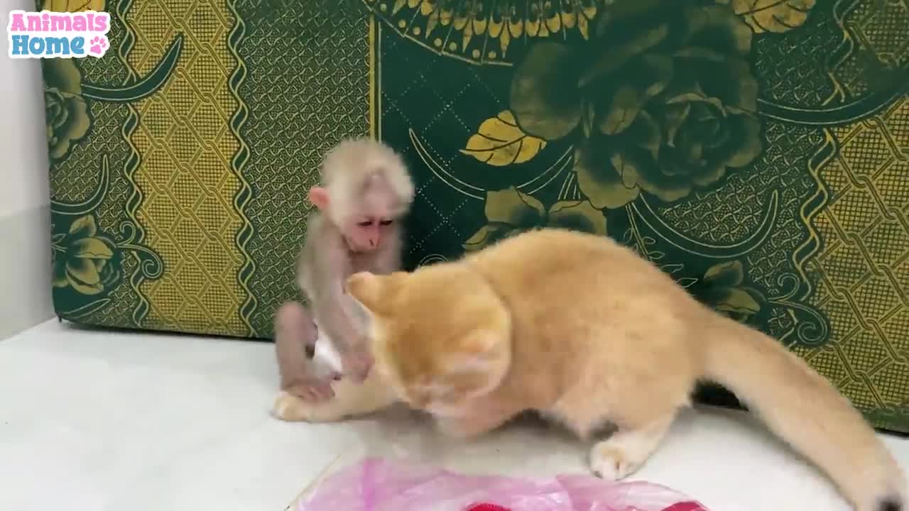 BiBi monkey teach Ody cat to play with toys