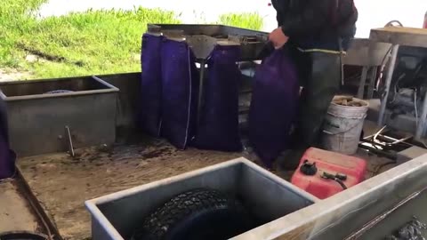 Millions Crawfish Harvesting and Processing - Crayfish Farm and Harvest - Crawfish Process Factory