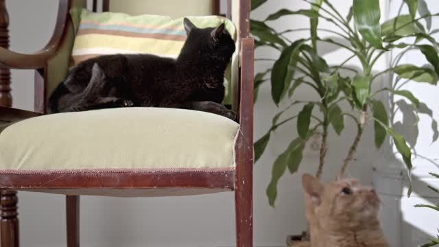 how to cat video share