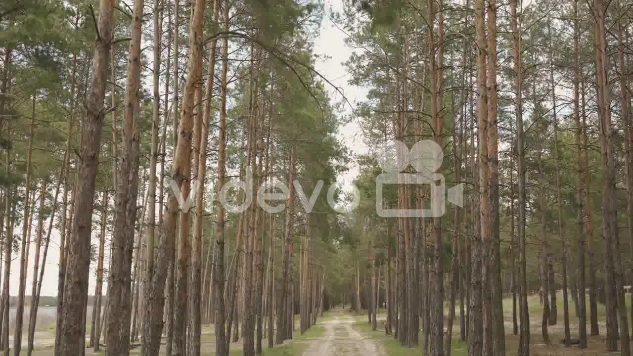 Entering Through A Tree Lined Path In The Forest