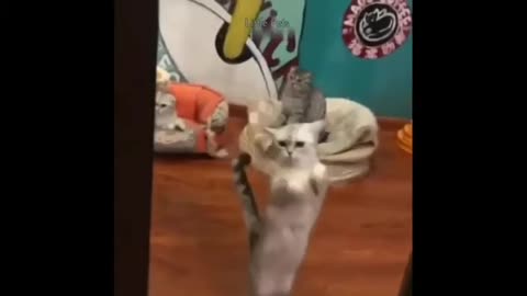 Watch these crazy cats!!!!! #Veryy Funny #Must Watch #Try Not To Laugh