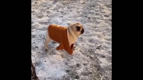 Pug Compilation