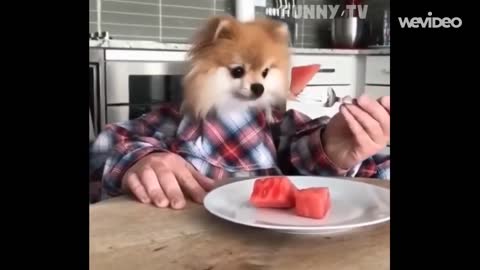 kp003-Very Cute Pomeranian Puppy