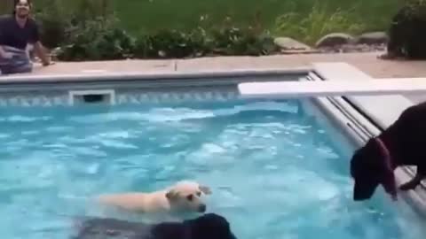 Dog funny videos, dog trending videos,