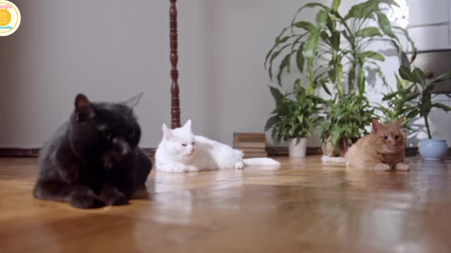 Three cat is sitting together