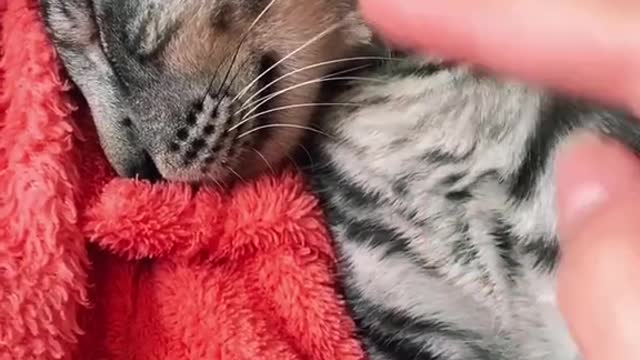 cute cat (funny)