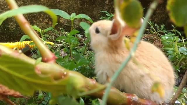 Cute Baby Bunny Playing and eating in the garden