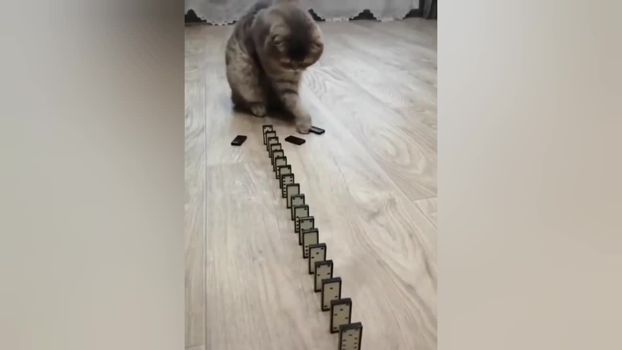 Cat playing video Short video
