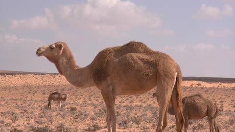 Video Of Camel