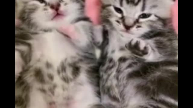 Cat short video ll #shorts