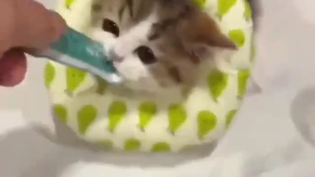 Funny Cat