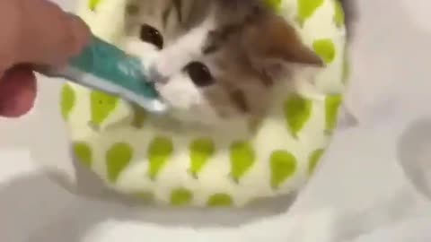Funny Cat