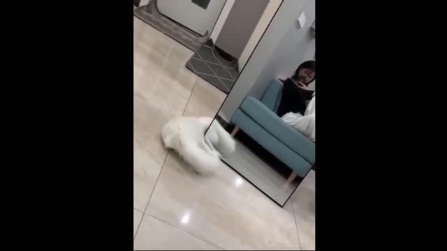 Funny Cats and Dogs