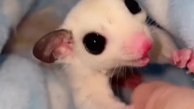 Like a kitten, the net red cute pet honey bag glider