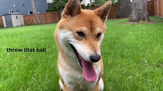 WHAT YOU SHOULD KNOW BEFORE BUYING A SHIBA INU DOG