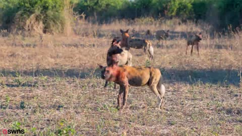 Really wild video shows a day on safari