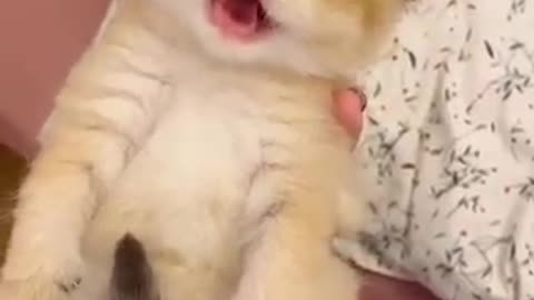 Cutest living being ever, adorable Kitten meowing😍