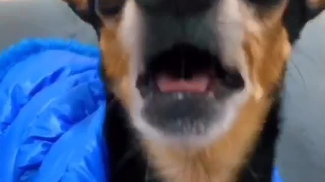 Cachorro falante