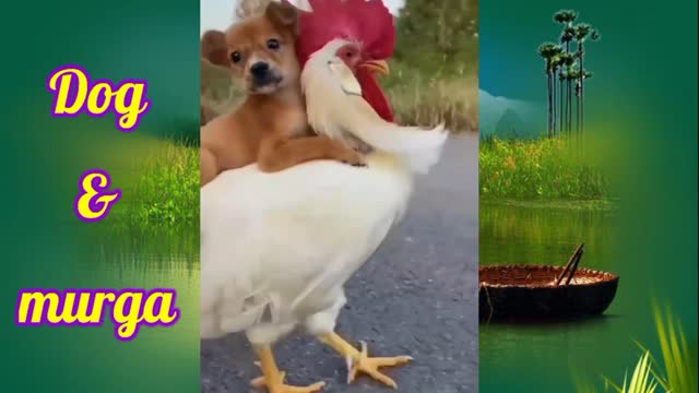 Dog & Murga Funny Video