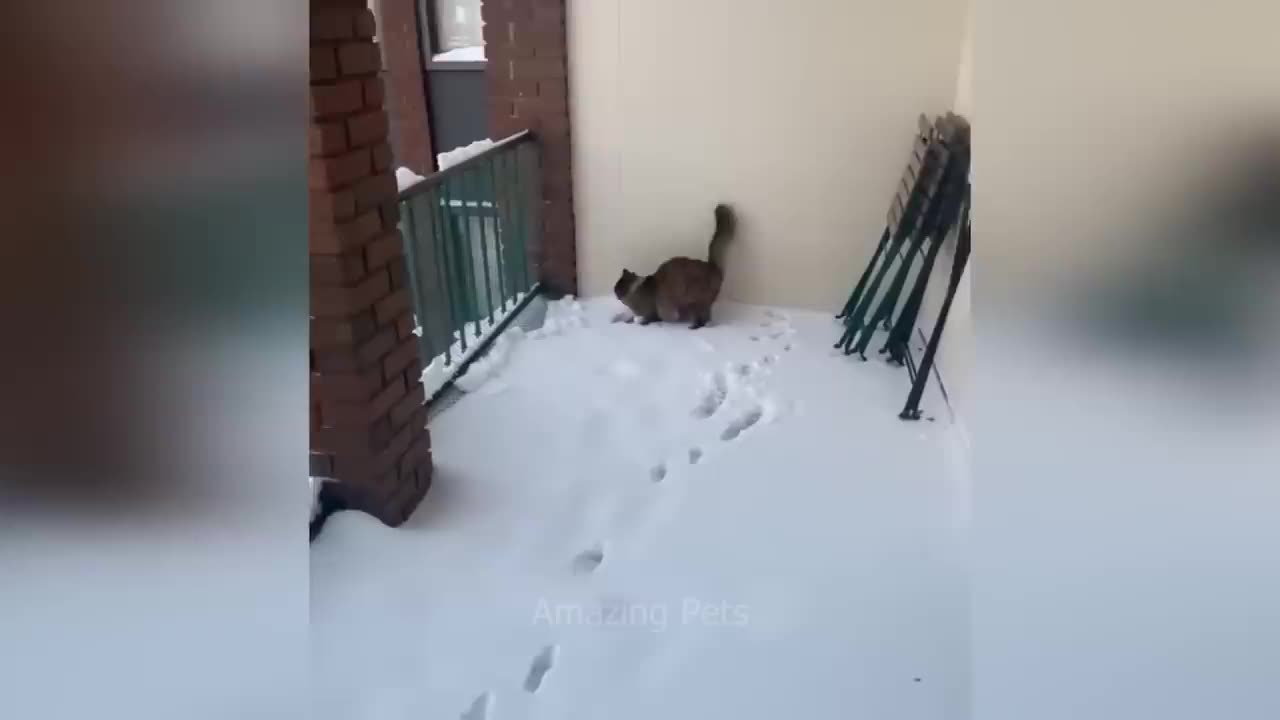 Funny Animals
