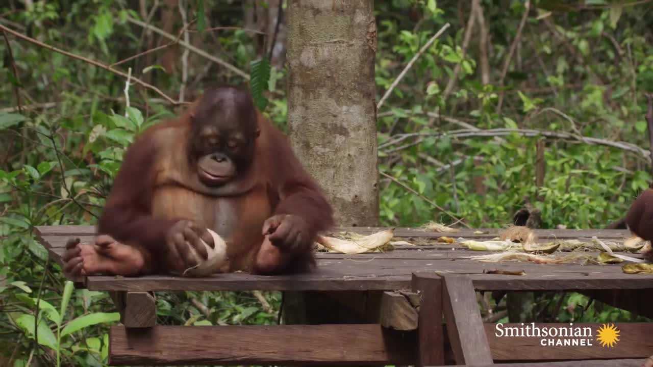 ADD TO QUEUE Baby Orangutans Learn How to Crack Coconuts