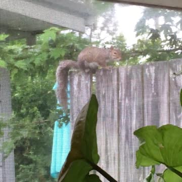 Greeting my "Window Squirrel"