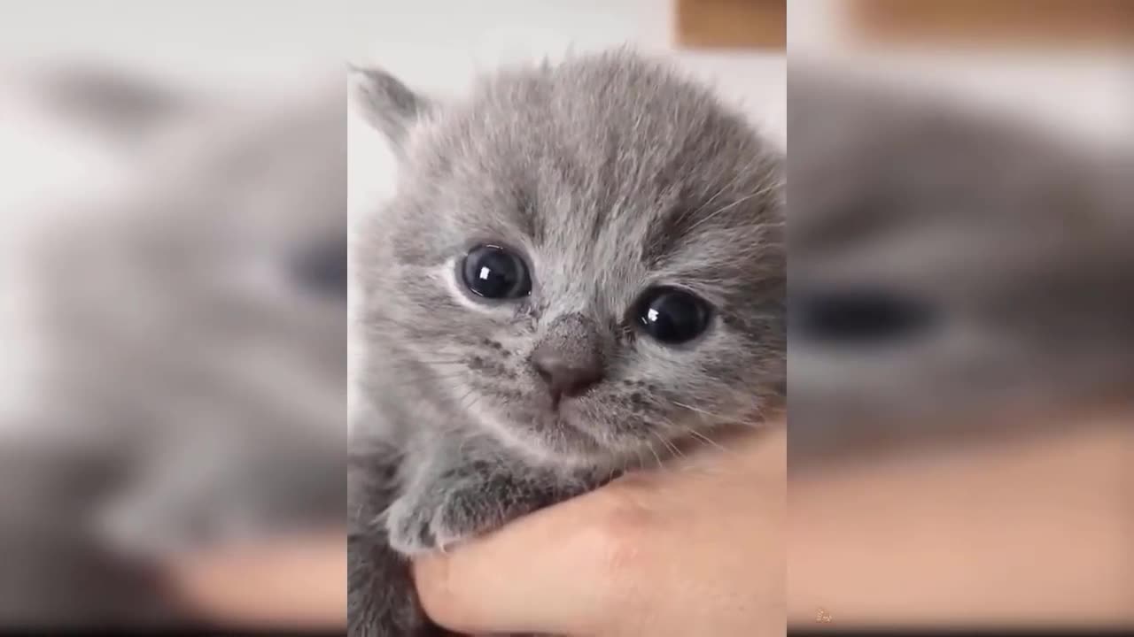 The Cutest Kitten in the world