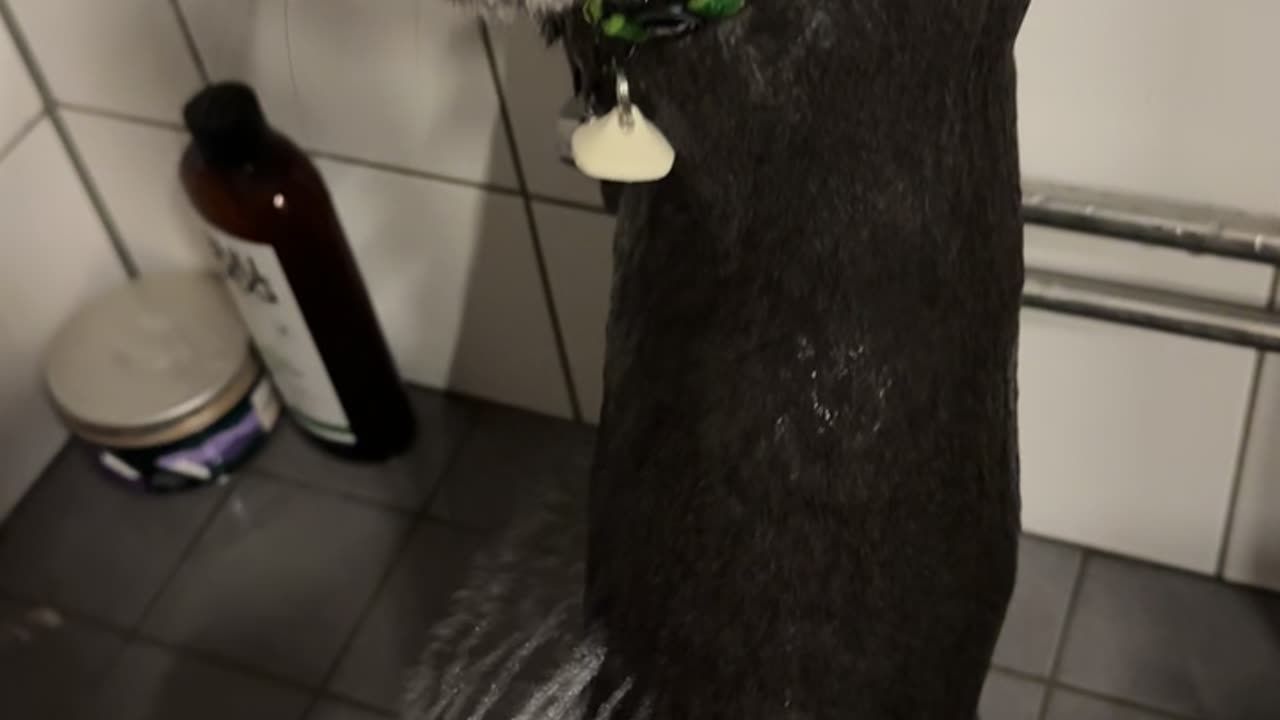 Gray Cat Stands Still for Shower