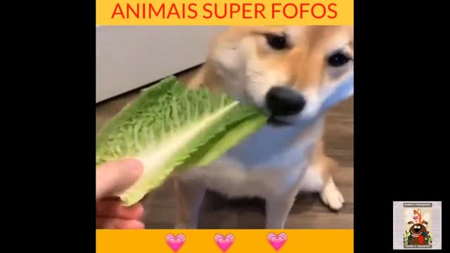 cute and funny animals