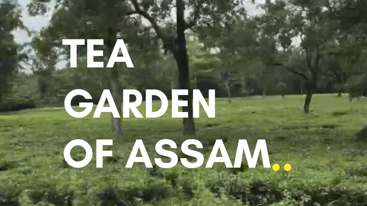 BEAUTIFUL TEA GARDEN OF ASSAM