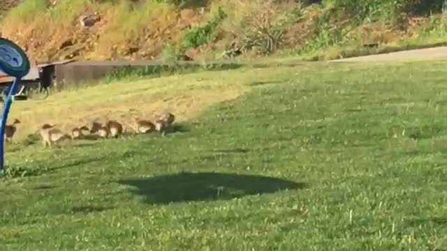 Spectacular morning viewing the lovely Canadian Geese and their babies!