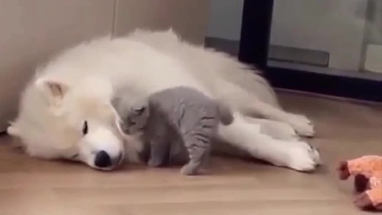 Cat and dog friendship