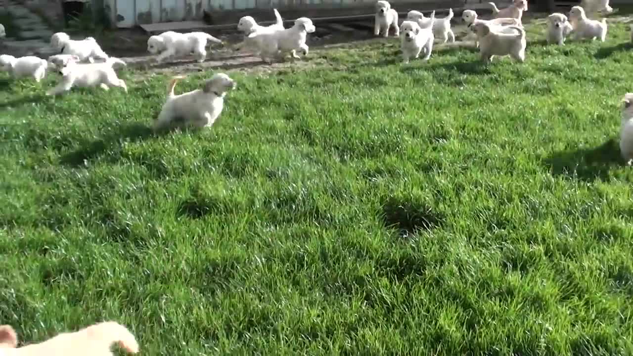 Puppies are playing! Golden Retrievers! Cute!