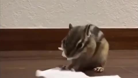 Funny animal video