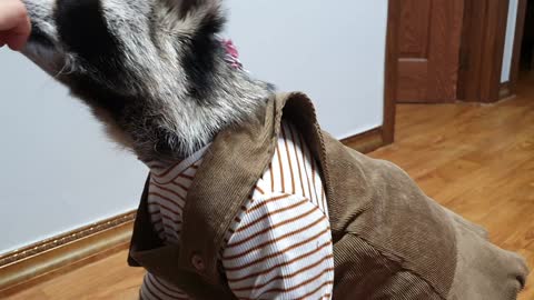 Raccoon distinguishes his mother from his sister and greets her with his nose.