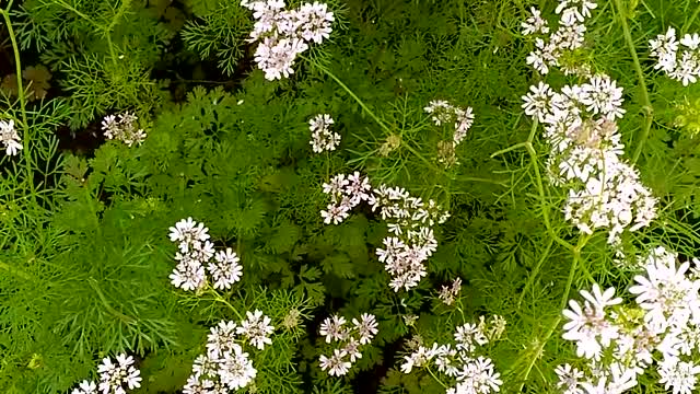 Pretty White Coriander Flowers