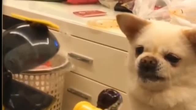 Funny Dogs Here...