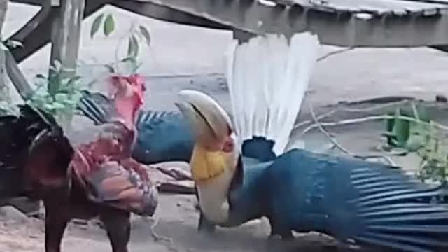 Chicken vs bird fight