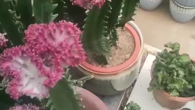 Small cactus blooming