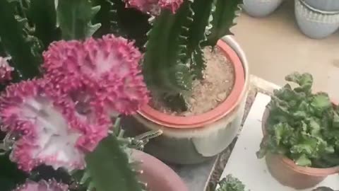 Small cactus blooming