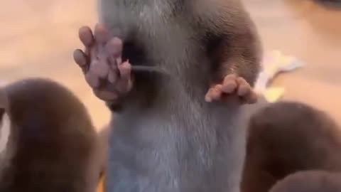 Funny animal