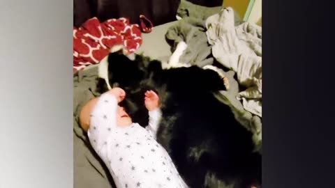 Best video of Cute Babies and Pets